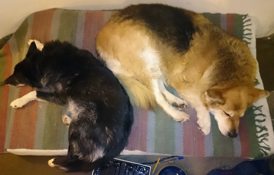 hazel and lakey